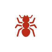 Ant