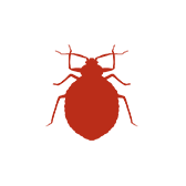 Bedbugs