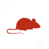 Rats